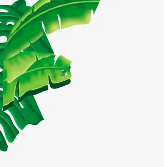 香蕉叶 芭蕉叶 绿叶免抠