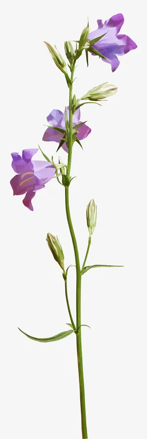 花免抠 花免抠
