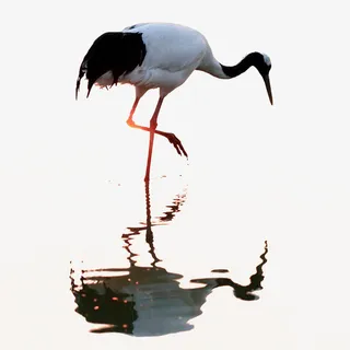 白鹤水中的鹤白鹤倒影免抠