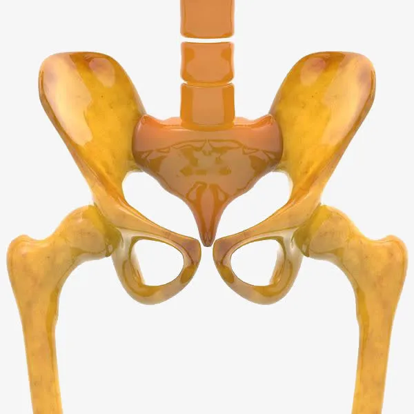 立体3D骨盆指示图免抠