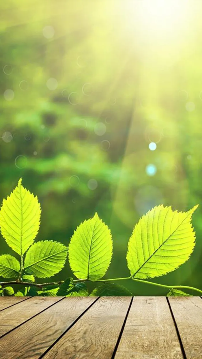 绿色植物阳光H5背景高清