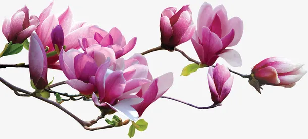桃花免抠