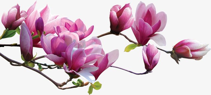 桃花免抠 桃花免抠