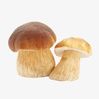 两朵牛肝菌 野生菌免抠