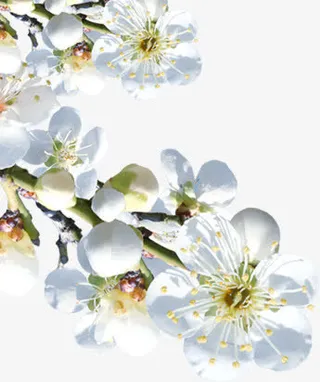 设计海报七夕花朵树枝免抠