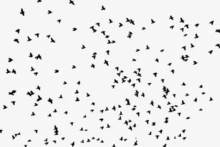 黑色简约飞鸟背景