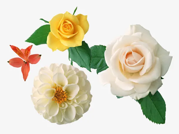 鲜花免抠