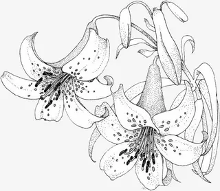 素描的百合花免抠