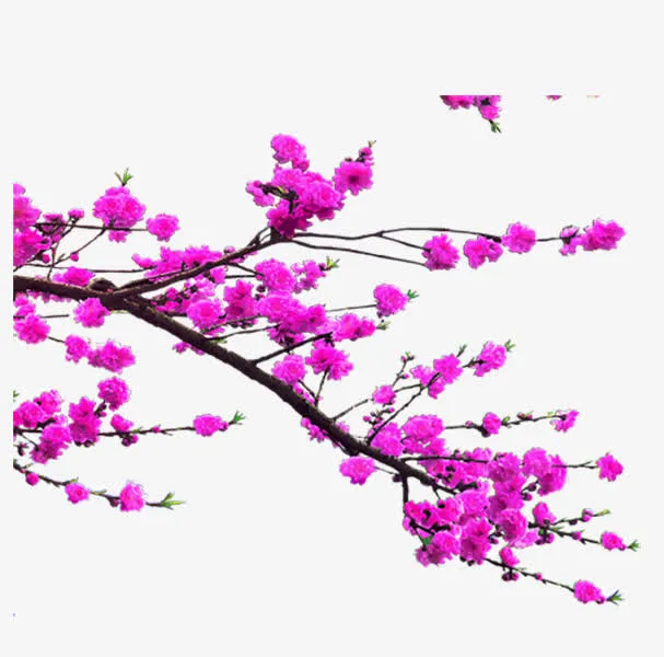 紫色的花枝免抠