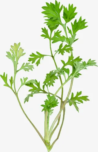 天然艾草艾叶抠图免抠