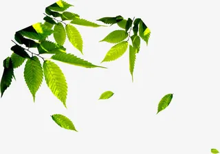 春季清新阳光下的树叶免抠