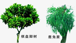 鹿角蕨绿植素材免抠