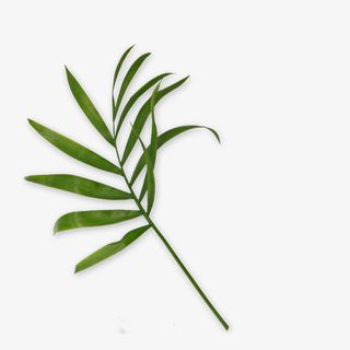 植物节绿叶绿色植物免抠