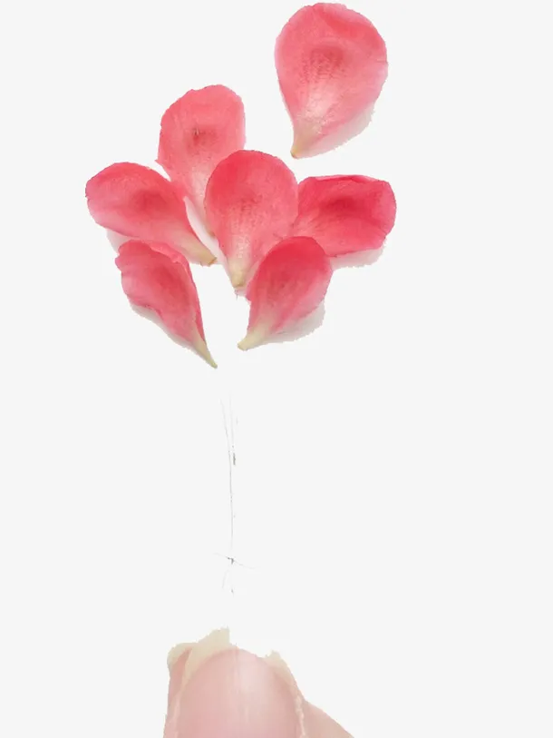 花非花谢花满天花骨朵免抠