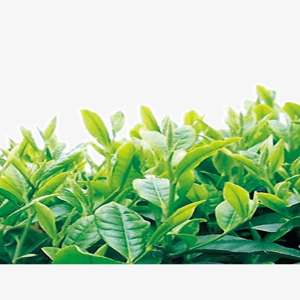 茶树  茶叶免抠