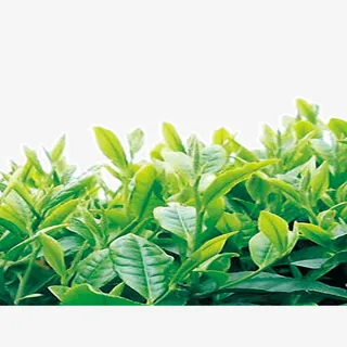 茶树  茶叶免抠