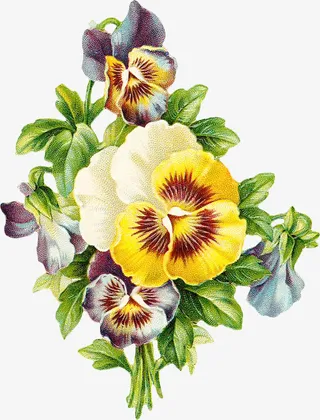 复古花卉植物素材免抠