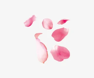 粉色花瓣免抠
