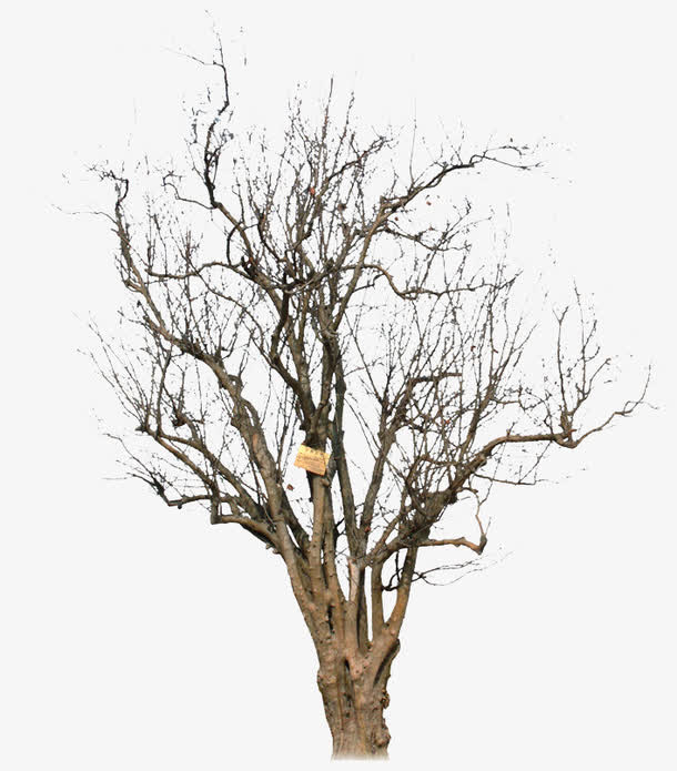 冬天的大树干免抠