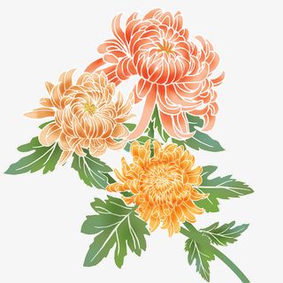 国潮中国风美丽菊花免抠