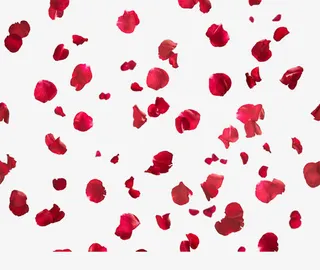 飘落花素材免抠