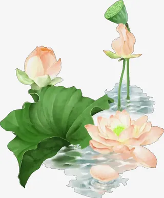 夏天的荷花··免抠