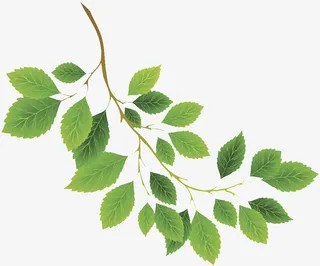 绿色树枝叶免抠