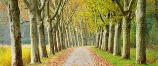 秋季梧桐树林背景高清