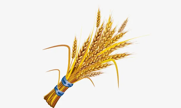 麦穗免抠