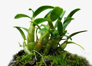 石斛，石斛兰免抠