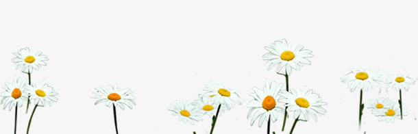 白色草地美景花朵免抠