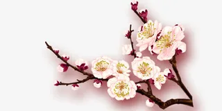 角落的梅花免抠