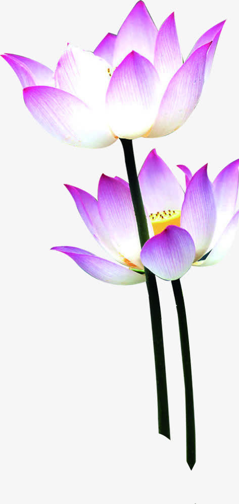 中秋节粉色渐变花朵国庆免抠