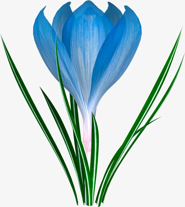 蓝色番红花免抠