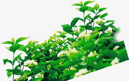 绿草免抠