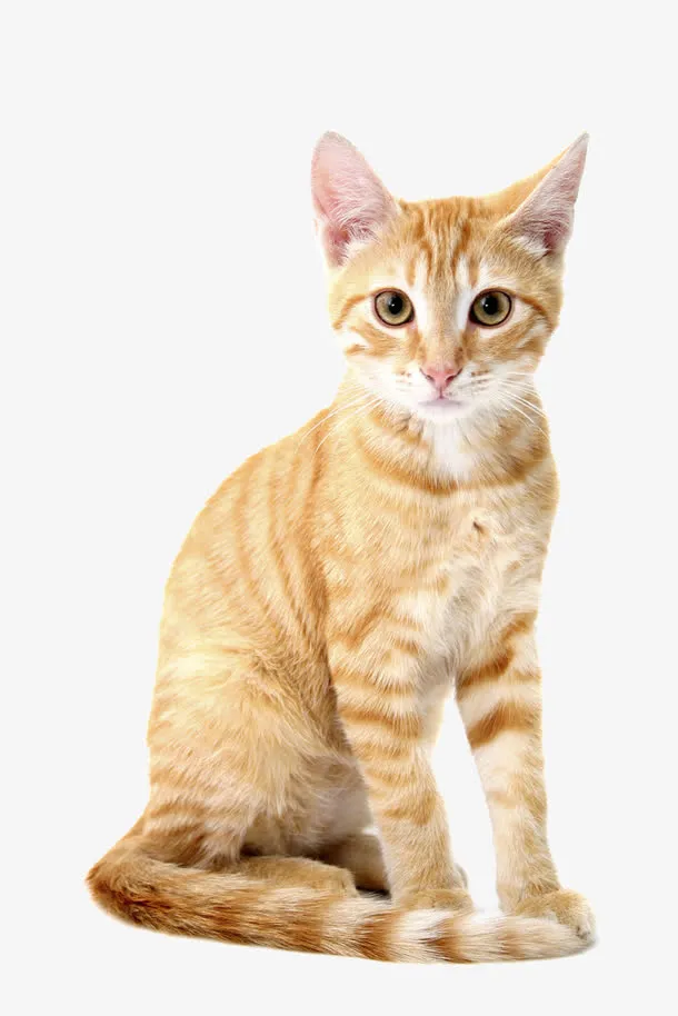 黄色猫咪高清素材免抠