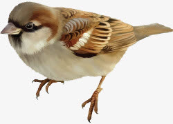 卡通手绘卡通麻雀免抠