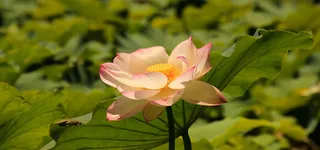 风景背景图高清