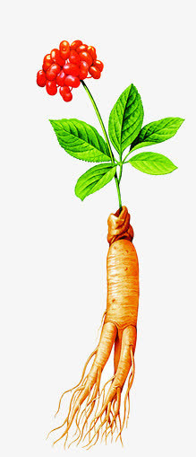 盛开的人参免抠