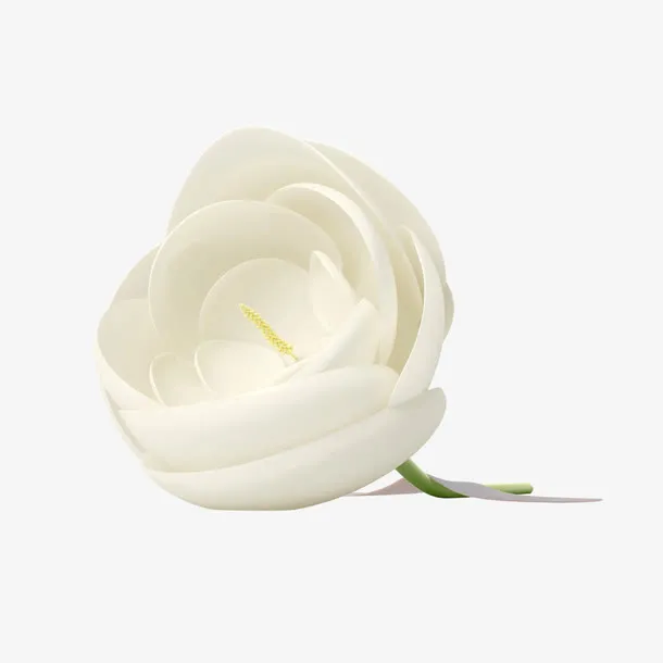白色花朵免抠
