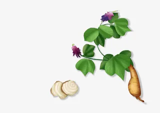 葛根插画免扣免抠