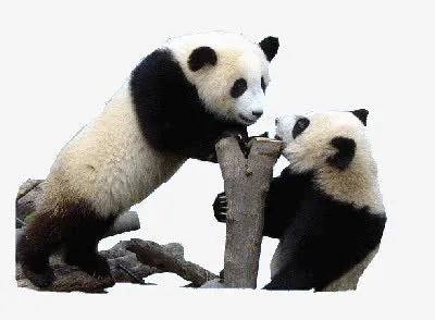 黑白熊猫嬉戏玩耍树干免抠