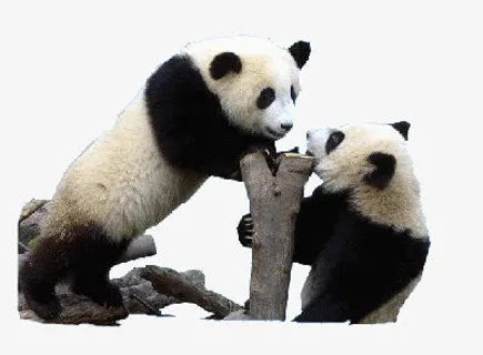 黑白熊猫嬉戏玩耍树干免抠