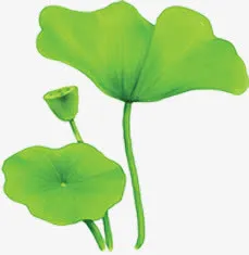 中秋节荷叶莲子海报免抠