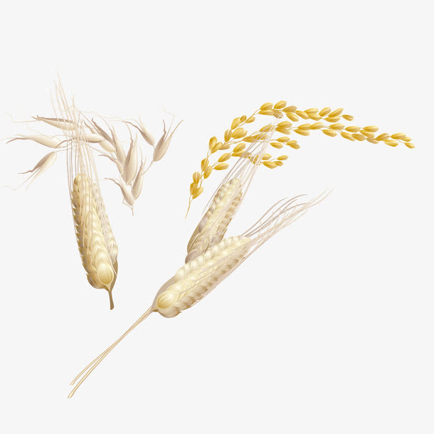 麦子免抠
