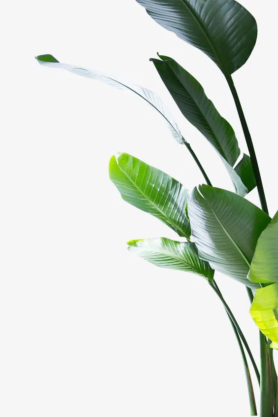 绿色热带树叶植物免抠