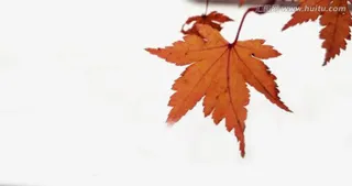 美丽的枫叶免抠