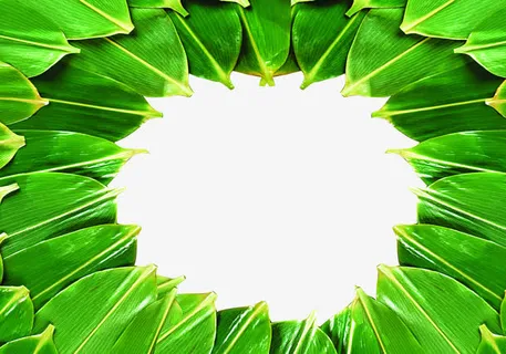 端午节情深意粽芦苇叶子免抠