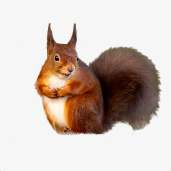 棕色可爱美国松鼠实拍免抠