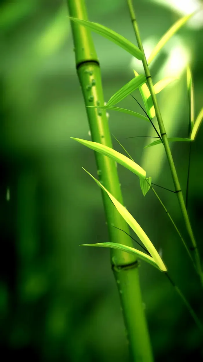 绿色背景高清